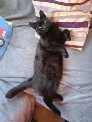 Lost Male Cat last seen Gamester's lane, Sandford, England SY11 4EX