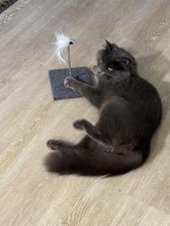 Lost Male Cat last seen College & Mendocino, Santa Rosa, CA 95401