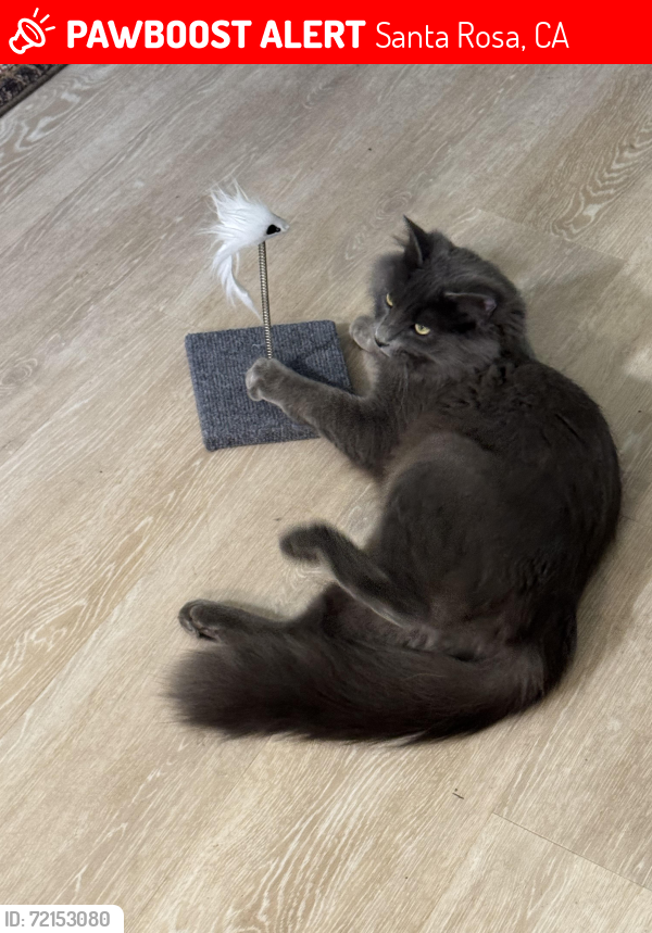 Lost Male Cat last seen College & Mendocino, Santa Rosa, CA 95401