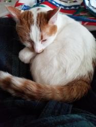 Lost Female Cat last seen Coborn's Grocery in Albertville , Albertville, MN 55301