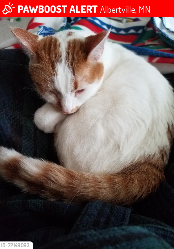 Lost Female Cat last seen Coborn's Grocery in Albertville , Albertville, MN 55301