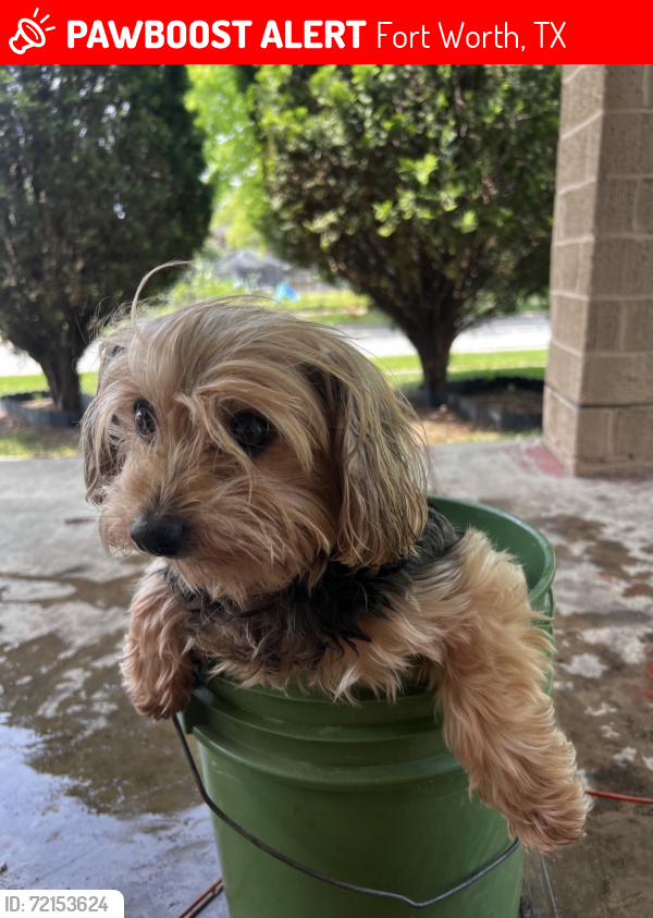 Lost Female Dog last seen Lipscomb St & W. Richmond Ave, Fort Worth, TX 76110