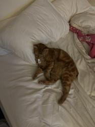 Lost Male Cat last seen rupley park, Camp Hill, PA 17011