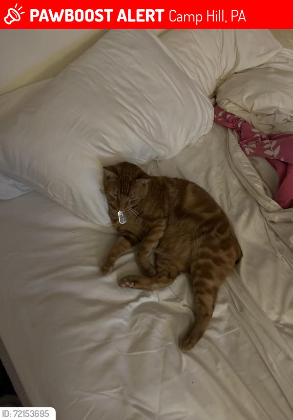 Lost Male Cat last seen rupley park, Camp Hill, PA 17011