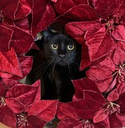 Lost Male Cat last seen Quality inn hotel , Tulsa, OK 74146