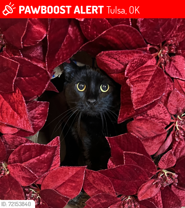 Lost Male Cat last seen Quality inn hotel , Tulsa, OK 74146