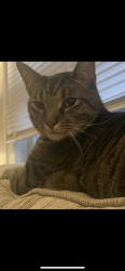 Lost Male Cat last seen Near block of 10th St in Jeffersonville. , Jeffersonville, IN 47130