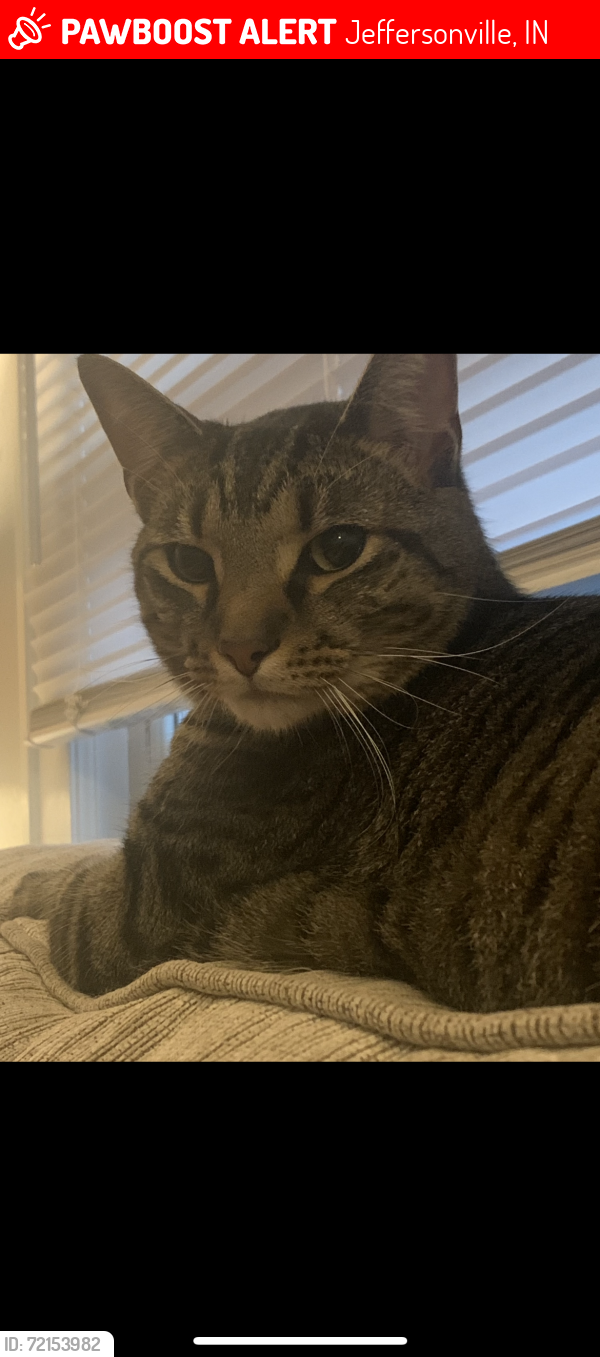 Lost Male Cat last seen Near block of 10th St in Jeffersonville. , Jeffersonville, IN 47130