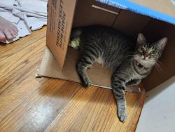 Lost Female Cat last seen Tharpe St, Tallahassee, FL 32303