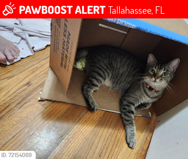 Lost Female Cat last seen Tharpe St, Tallahassee, FL 32303