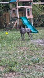 Lost Female Dog last seen Kelly street , Destin, FL 32541