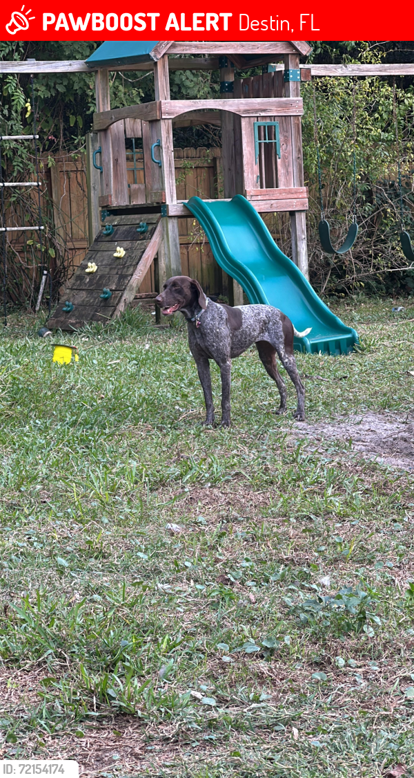 Lost Female Dog last seen Kelly street , Destin, FL 32541
