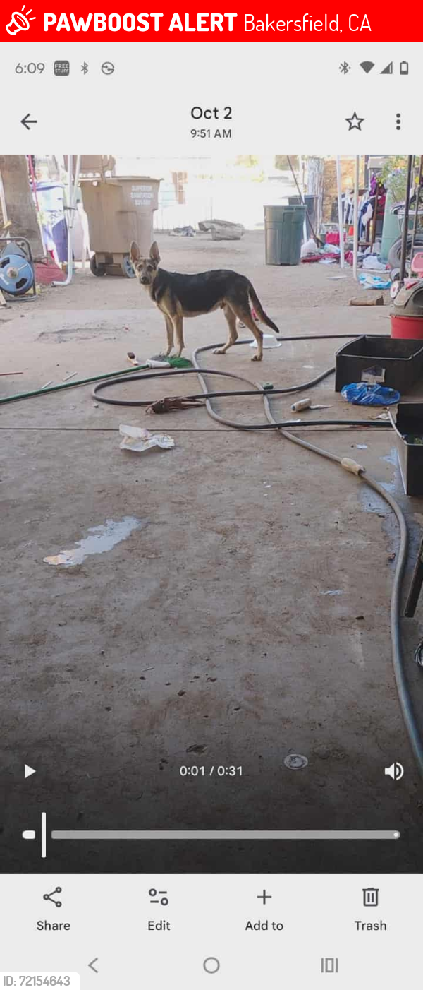 Lost Male Dog last seen Jefferson St , Bakersfield, CA 93305