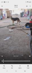 Lost Male Dog last seen Jefferson St , Bakersfield, CA 93305