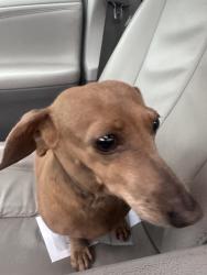 Reunited Unknown Dog last seen Bonneville Ln, Washington 98382, USA, Clallam County, WA 98382