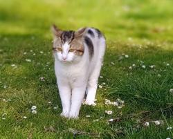 Lost Male Cat last seen Royal AVE, Eugene, OR 97402