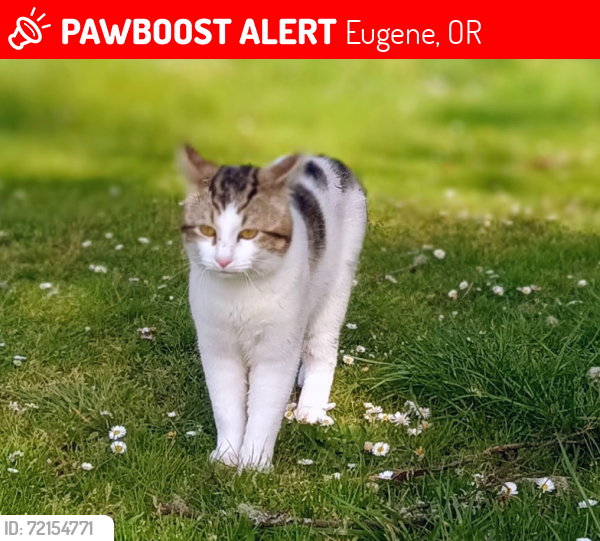 Lost Male Cat last seen Royal AVE, Eugene, OR 97402