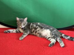 Lost Male Cat last seen Hayes and Roosevelt, Irvine, CA 92620