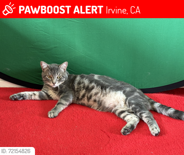 Lost Male Cat last seen Hayes and Roosevelt, Irvine, CA 92620