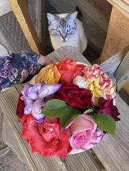 Lost Male Cat last seen Allegheny and Caddie, Albuquerque, NM 87114