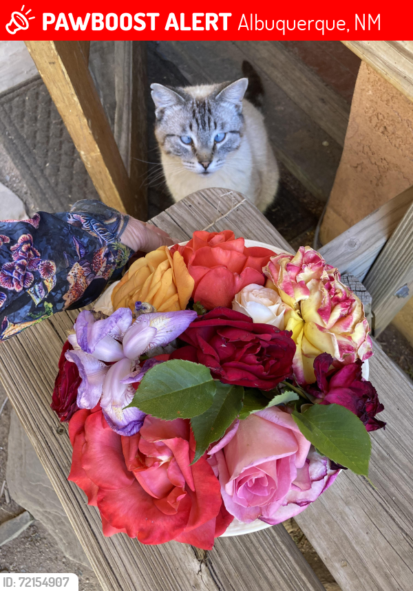 Lost Male Cat last seen Allegheny and Caddie, Albuquerque, NM 87114