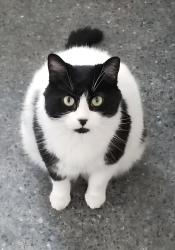 Lost Male Cat last seen South East Calgary, Ogden Community , Calgary, AB T2C 0W6