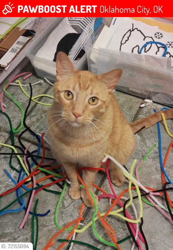 Lost Male Cat last seen Sw 5th and reno, Oklahoma City, OK 73099
