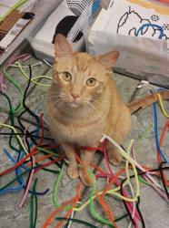 Lost Male Cat last seen Sw 5th and reno, Oklahoma City, OK 73099