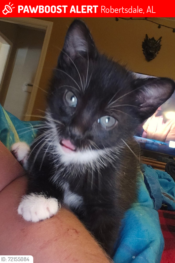 Lost Male Cat last seen St. Paul Street., Robertsdale, AL 36567