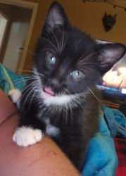Lost Male Cat last seen St. Paul Street., Robertsdale, AL 36567