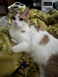 Lost Female Cat last seen Prestwick Pl and Wildberry Lane, Durham, NC 27705