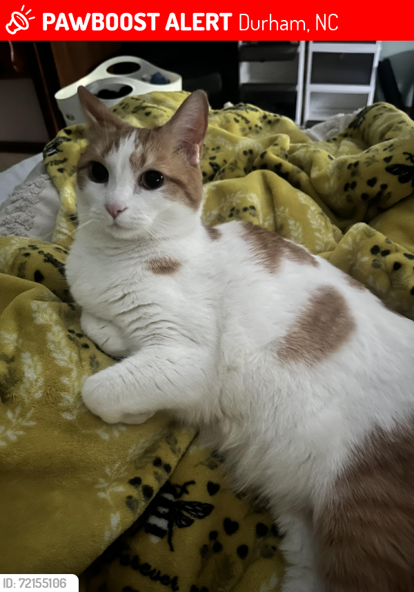 Lost Female Cat last seen Prestwick Pl and Wildberry Lane, Durham, NC 27705