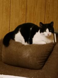Lost Female Cat last seen Granger St. And  S. Franklin St , Hanover, PA 17331