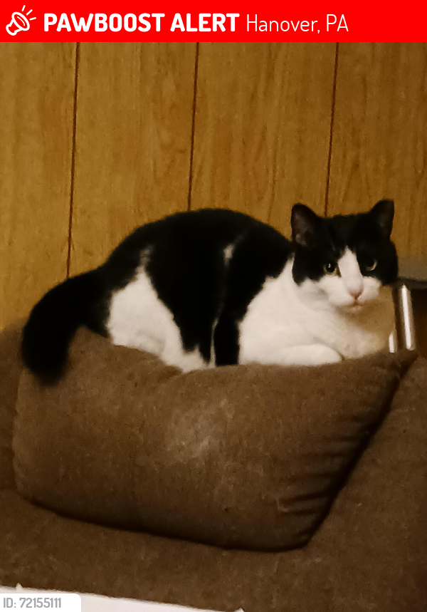 Lost Female Cat last seen Granger St. And  S. Franklin St , Hanover, PA 17331