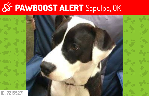 Lost Male Dog last seen Highway 97 sapulpa ok, Sapulpa, OK 74066