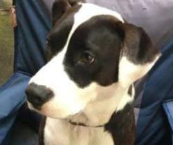 Lost Male Dog last seen Highway 97 sapulpa ok, Sapulpa, OK 74066