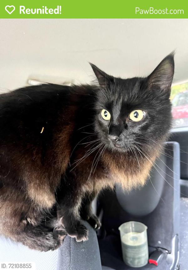 Wa Rav Cat Reunited Female Cat in Shoreline, WA 98133 (ID: 72108855) | PawBoost