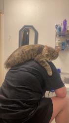 Lost Female Cat last seen Colfax and Harlan, Lakewood, CO 80214