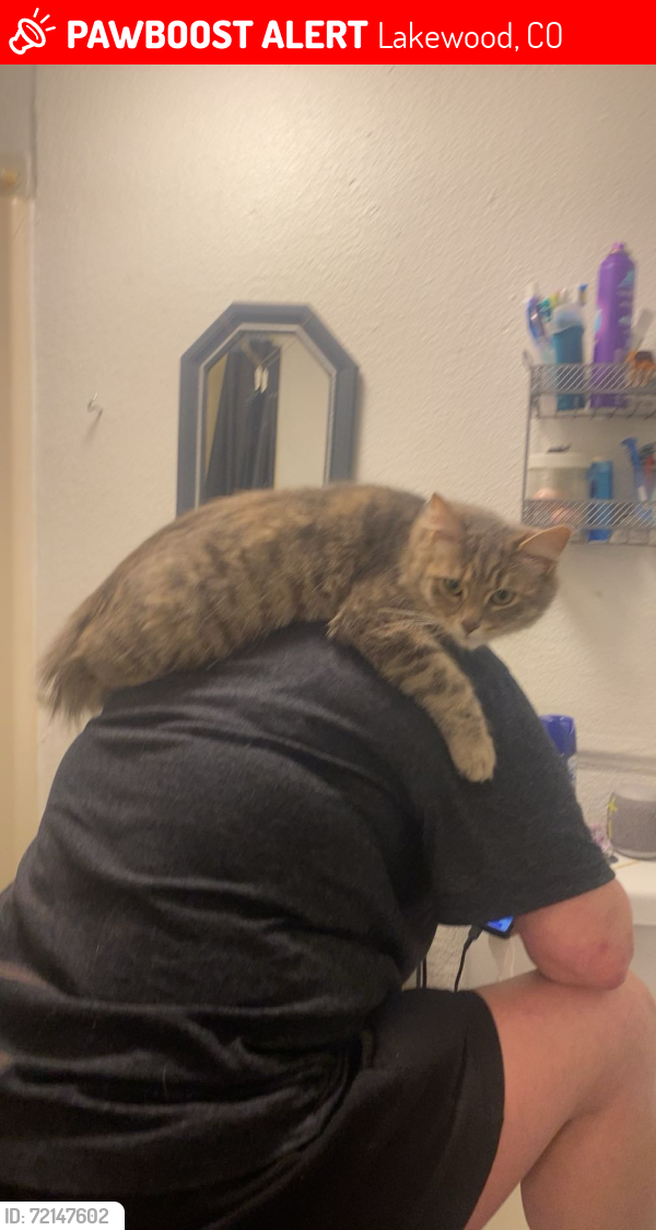 Lost Female Cat last seen Colfax and Harlan, Lakewood, CO 80214
