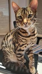 Lost Male Cat last seen Corner of Borlace terrace and Caston Street, POORAKA, Pooraka, SA 5095