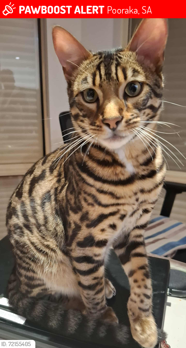 Lost Male Cat last seen Corner of Borlace terrace and Caston Street, POORAKA, Pooraka, SA 5095