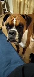 Lost Male Dog last seen Sunset ests Ranch , Eagle Pass, TX 78852