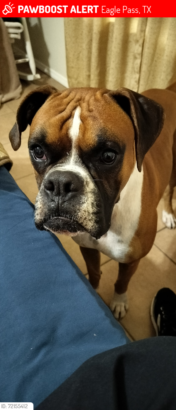 Lost Male Dog last seen Sunset ests Ranch , Eagle Pass, TX 78852
