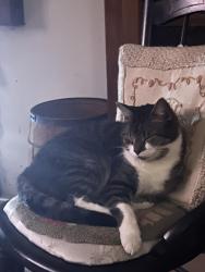 Lost Male Cat last seen Bryn Mawr RV Resort Butler Beach Florida , St. Augustine, FL 32080