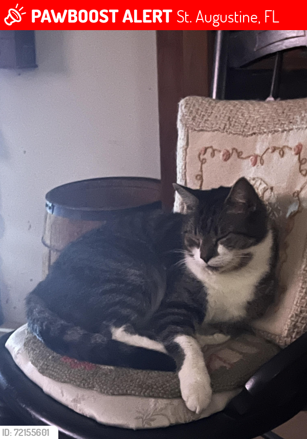 Lost Male Cat last seen Bryn Mawr RV Resort Butler Beach Florida , St. Augustine, FL 32080