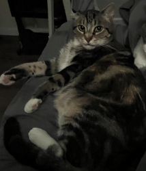 Reunited Male Cat last seen Fassett & Robbins, Algonac, MI 48001