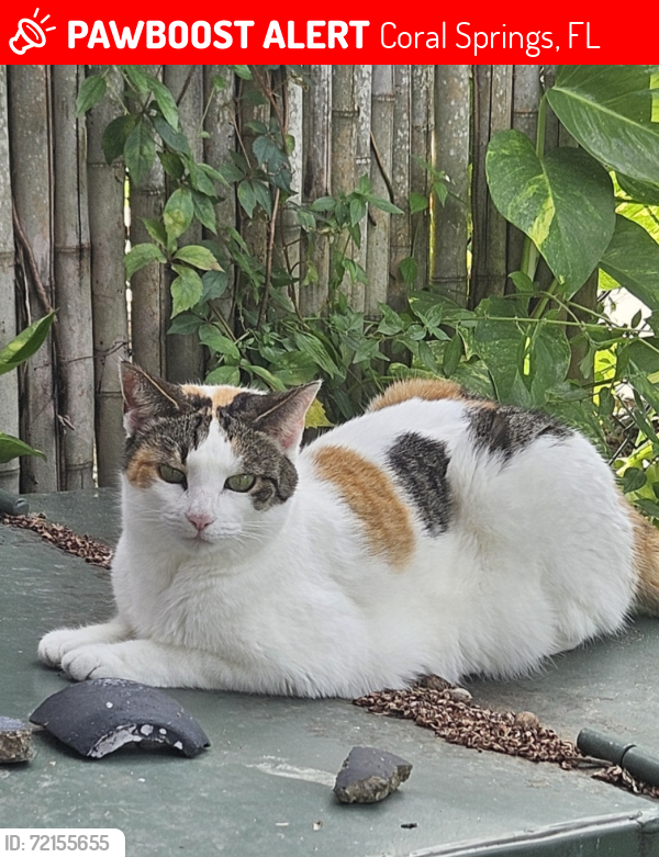Lost Female Cat last seen 66th, Coral Springs, FL 33067