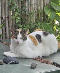 Lost Female Cat last seen 66th, Coral Springs, FL 33067