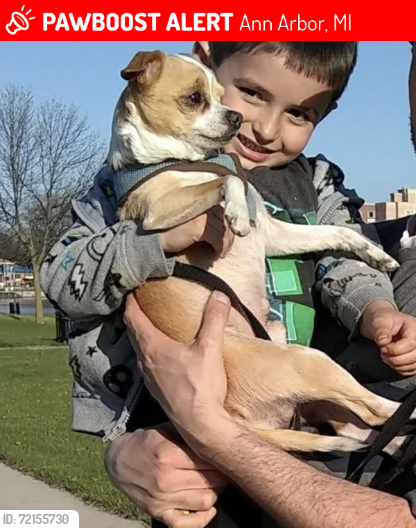 Lost Male Dog last seen Ann Arbor, Ann Arbor, MI 48105