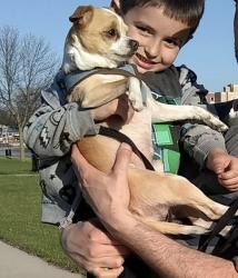 Lost Male Dog last seen Ann Arbor, Ann Arbor, MI 48105